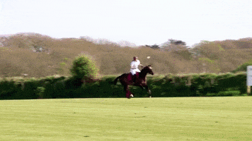 Poloclub GIF by Triskelion Polo Club