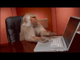 Baboon Office Monkey GIF