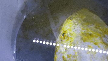 Abalone Spawning GIF by UC Davis Coastal and Marine Sciences Institute