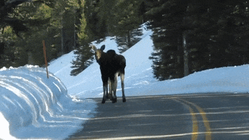 Yellowstone National Park Funny Animals GIF by Storyful