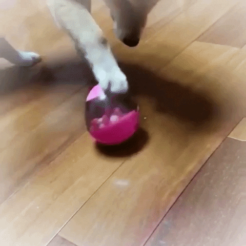 Dogtoy GIF