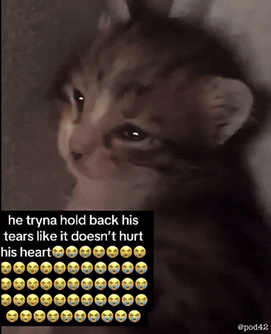 Sad Cat GIF