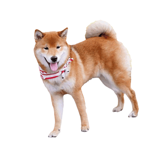 Shiba Inu Dog Sticker for iOS & Android | GIPHY