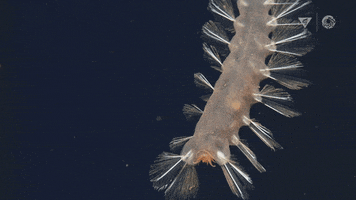 Bristle Deep Sea GIF by Monterey Bay Aquarium