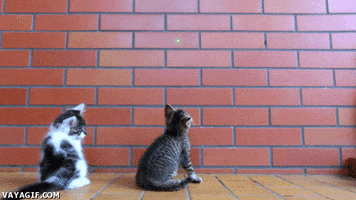 little cats love GIF