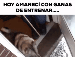 Wolfpack GIF
