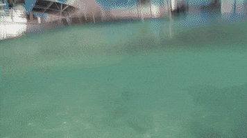 sea lion GIF by Dolphin Discovery