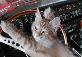 tired cat GIF