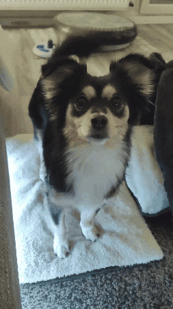 Happy GIF