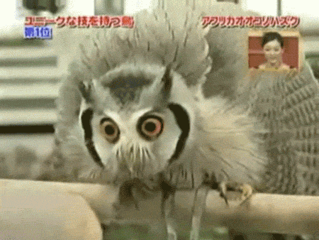 Owl GIF