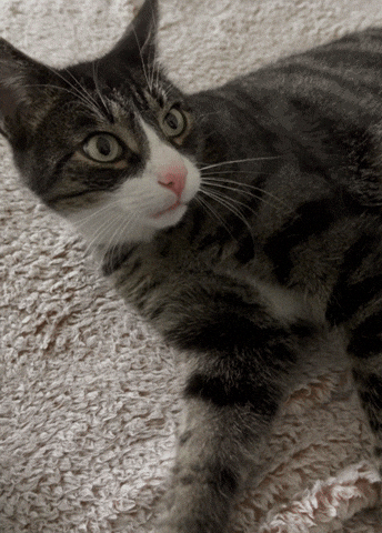 Tiger Cat GIF