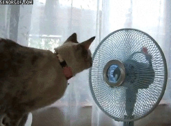 giphy.gif?cid=3640f6095bc8e67e5167456f59