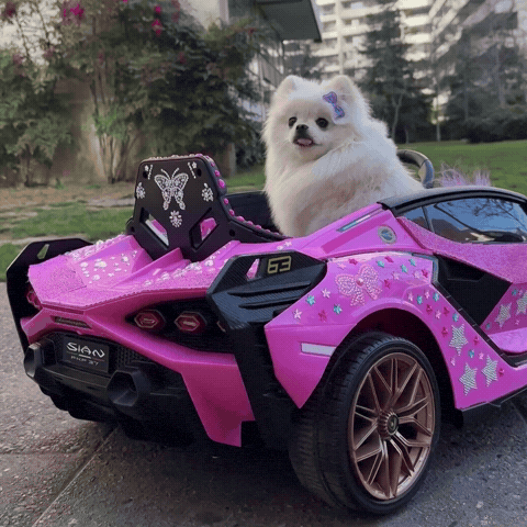 Pomeranian Dog GIF