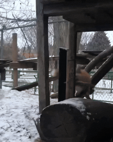 Excited Red Fox GIF by Valley Zoo Development Society