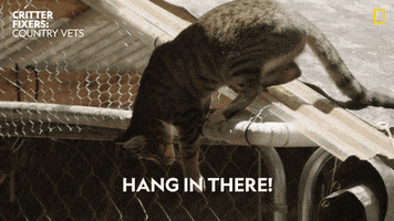 Hanging National Geographic GIF by Nat Geo Wild