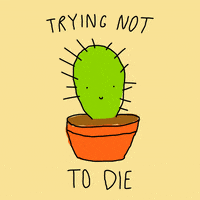 cactus "trying not to die"