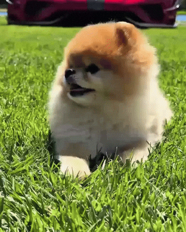Cute Dog GIF