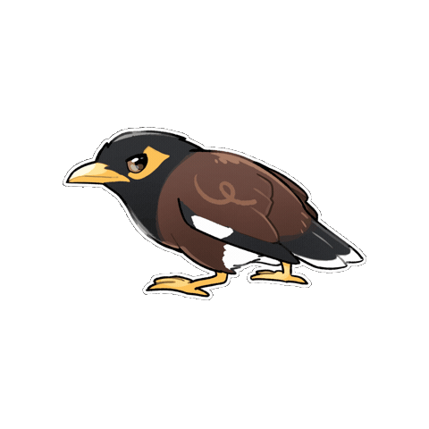 Common Myna Bird Sticker
