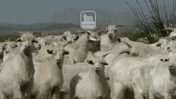 Goat Cashmere GIF by NEW TAILOR