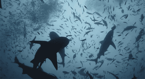 Underwater Water GIF - Find & Share on GIPHY