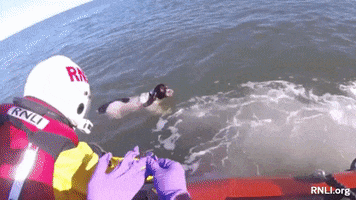 Dog Sea GIF by Royal National Lifeboat Institution