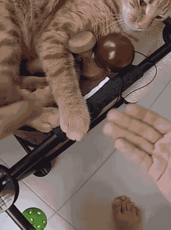 high five cat GIF by Sweets Kendamas