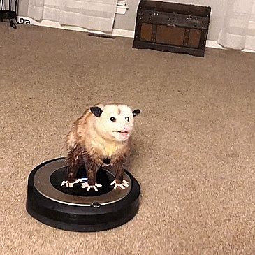 Possum On A Roomba GIF