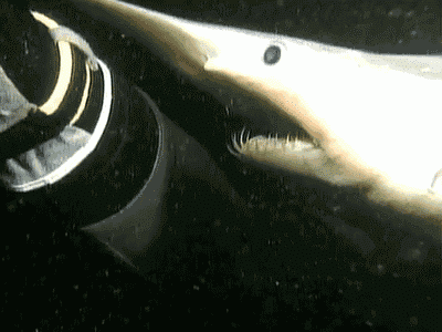goblin shark