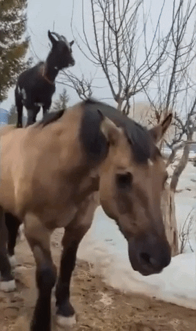 Horse Goat GIF by Storyful