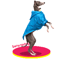 Dog Dancing Sticker by BANANADOG