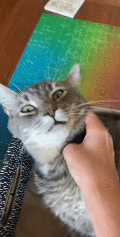 Lord Hobo The Cat GIF by Alex Anderson