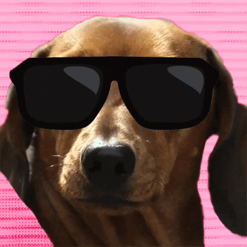Dog GIF