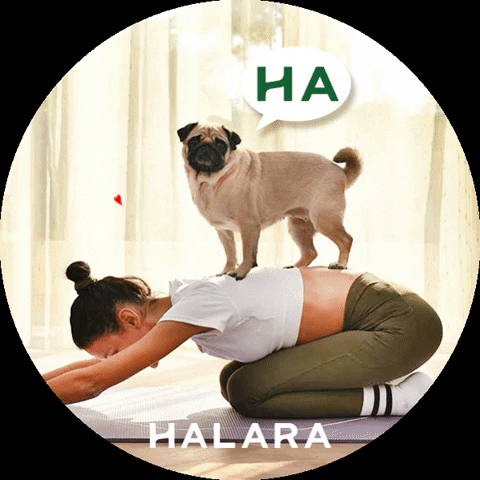 Halara_official dog pet doga yoya GIF