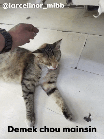 Cat Chou GIF