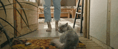 funny cat GIF by Dennis Lloyd