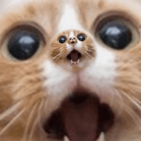 Funny Surprised GIFs - Get the best GIF on GIPHY