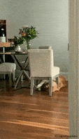 Dog Playing GIF by JustViral.Net