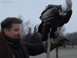 Birds Vulture GIF