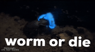 Worm Glowworm GIF