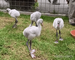 Poop GIF