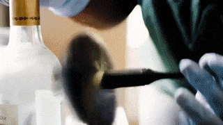 GIF by Saint Leo University