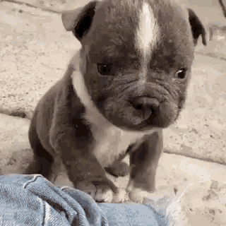 Dogs Wave Hi GIF by MOODMAN - Find & Share on GIPHY