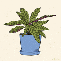 Plant GIF
