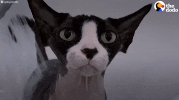 Funny Cat GIF by The Dodo
