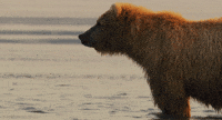 [Image: 200w.gif?cid=790b76115d0195ac594c4453322...d=200w.gif]