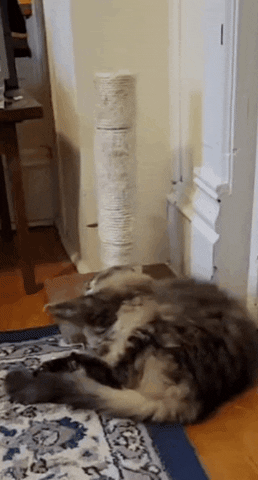 Cat GIF