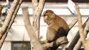 Barbary Macaque Monkey GIF by Korkeasaari Zoo