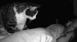  cat kitty sleeping GIF