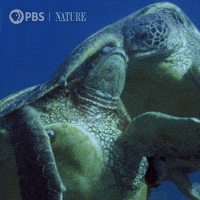 World Oceans Day Gifs Get The Best Gif On Giphy World Oceans Day Gifs Get The Best Gif On Giphy