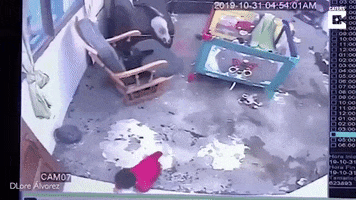 Cat GIF